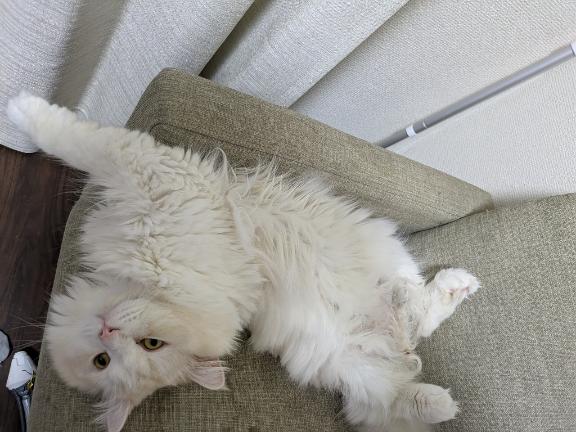 完熟バナナ立川店?れいな