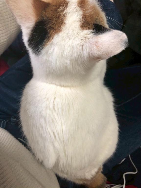 完熟バナナ立川店?れいな